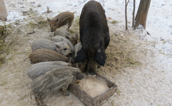 Звенигородські лісівники підгодовують диких кабанів та оленів