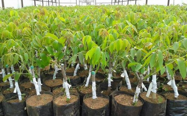 В області функціонує унікальний горіховий центр (ФОТО)