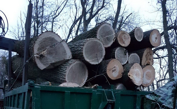 В області невідомі вирубували дерева