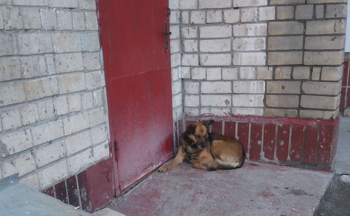 У Черкасах шукають господаря пораненої собаки (фото)