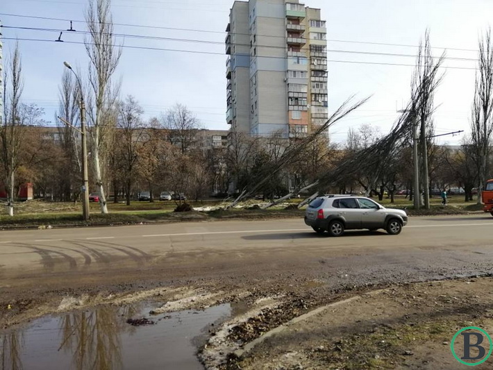 Повалені тополі: внаслідок негоди найбільше постраждав Південно-Західний район (ФОТО)