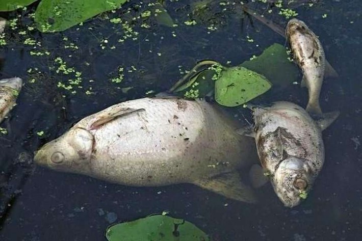 У річці на Черкащині загинуло близько 700 кг риби