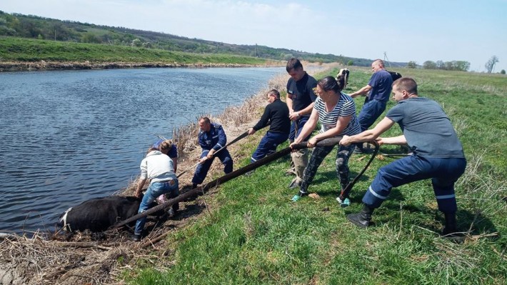 На Черкащині рятували корову, яка ледь не потонула в болоті (ФОТО)