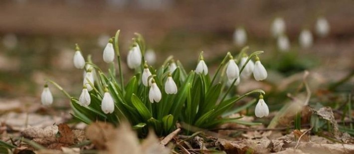 Весна в місті: Черкащина забуяла квітами (ФОТО)