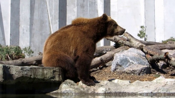 Фрукти та молочні коктейлі: якими смаколиками годують тварин у Черкаському зоопарку (ВІДЕО)