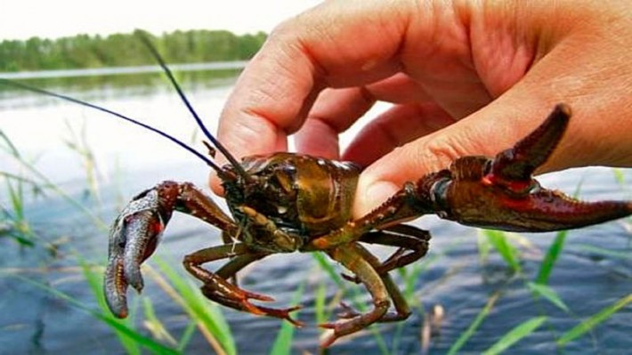 *фото тематичне