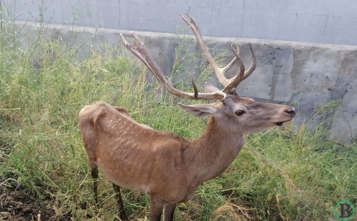 zoopark 2