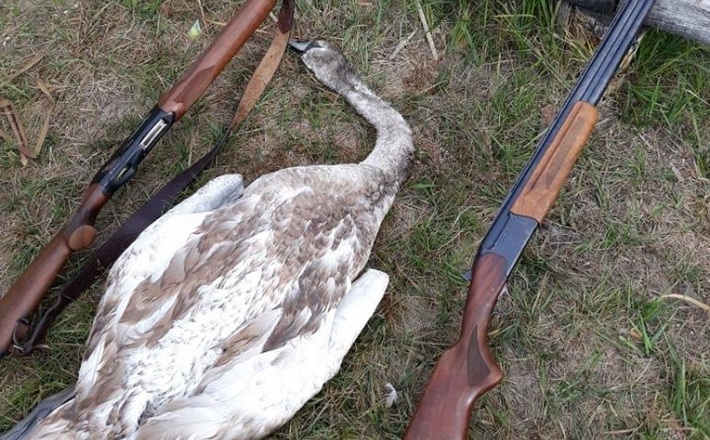 На Канівському водосховищі браконьєри застрелили лебедя (ФОТО)