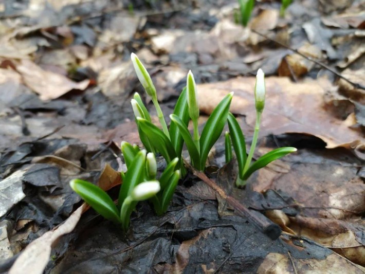 У Холодному Яру розквітли підсніжники (ФОТО)