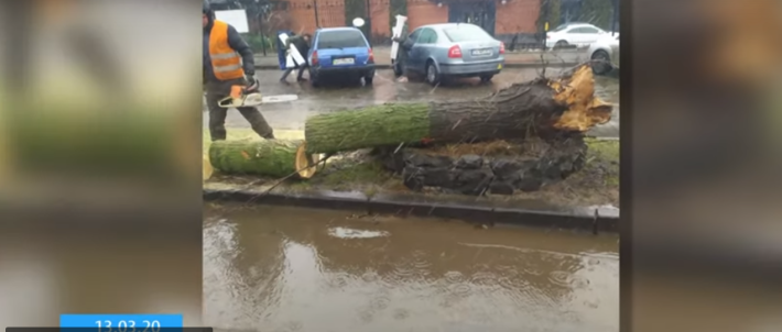 Черкащанина разом із сином ледь не розчавило дерево (ВІДЕО)