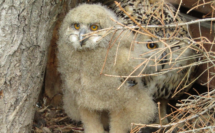 У Черкаському зоопарку пернате поповнення (ФОТО)