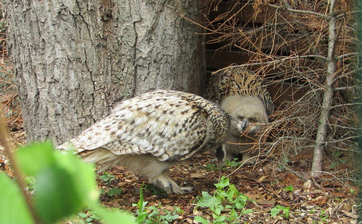 У Черкаському зоопарку пернате поповнення (ФОТО)