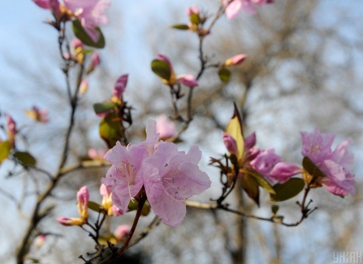 Найближчим часом на Черкащині дещо похолодає