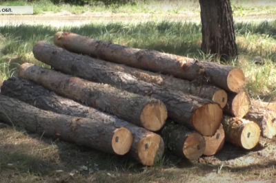 Ліс у смартфоні: черкащанам показали, як користуватися новим застосунком (ВІДЕО)