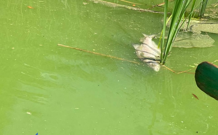 Після масової загибелі риби на Звенигородщині водойму вирішили розчистити