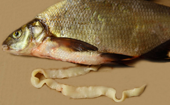 Черкащан попереджають про заражену рибу в Кременчуцькому водосховищі