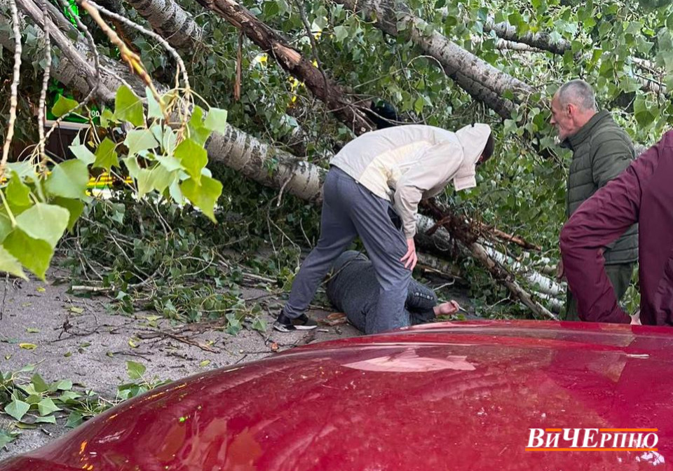 У ПЗР на чоловіка впало дерево (ФОТО)