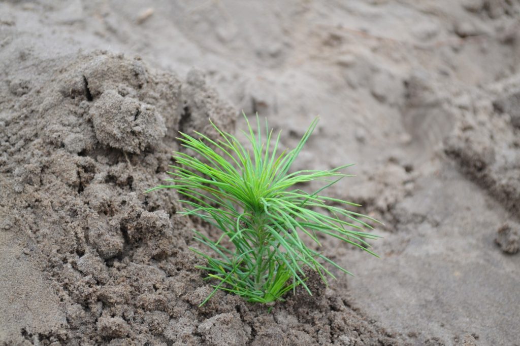 Осінню в Черкаській області планують висадити 83 гектари лісу