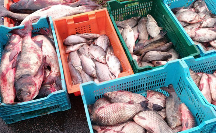 У Черкасах чоловік незаконно намагався продати понад 80 кг риби