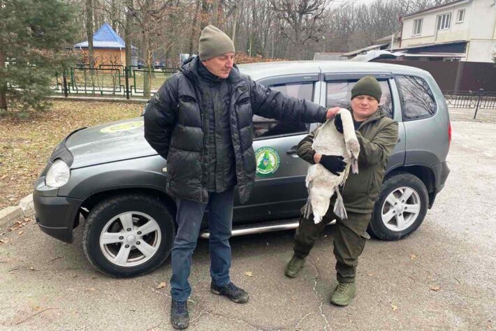 На Уманщині врятували лебедя з пораненим крилом
