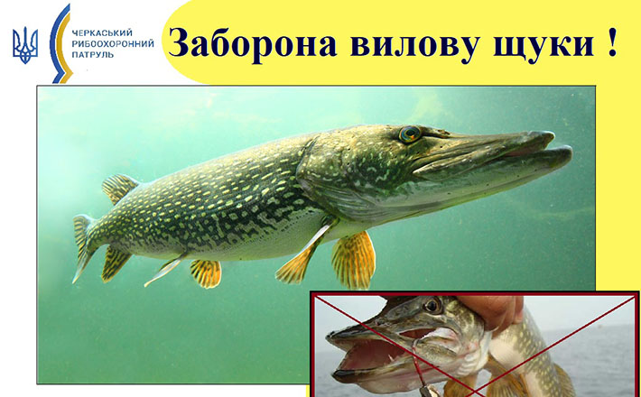 На Черкащині заборонять ловити щуку