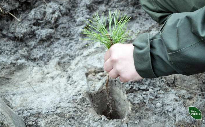 Понад два мільйони сіянців висадили на Черкащині