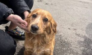 На Уманщині під час пожежі врятували пса, який був на прив’язі