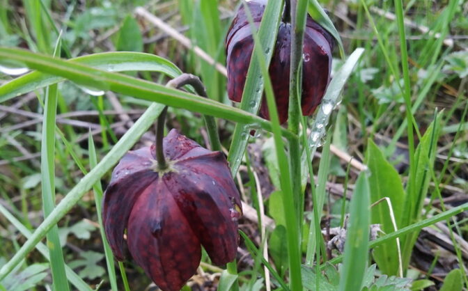 У Катеринополі знайшли до того невідомі місця цвітіння рідкісної червонокнижної рослини