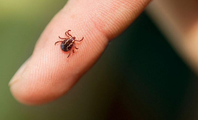 15% кліщів, відловлених у парку на Черкащині, інфіковані збудником хвороби Лайма