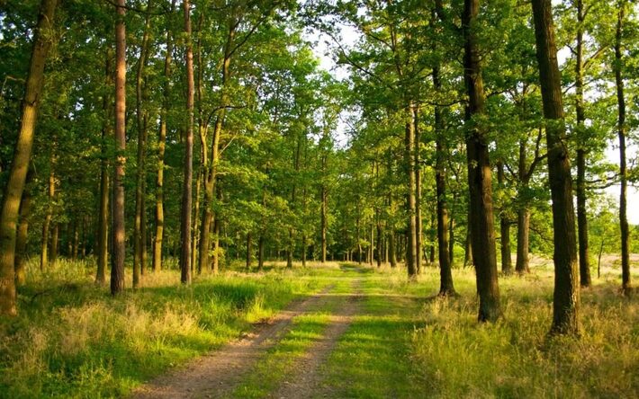 На Черкащині судитимуть директора лісгоспу