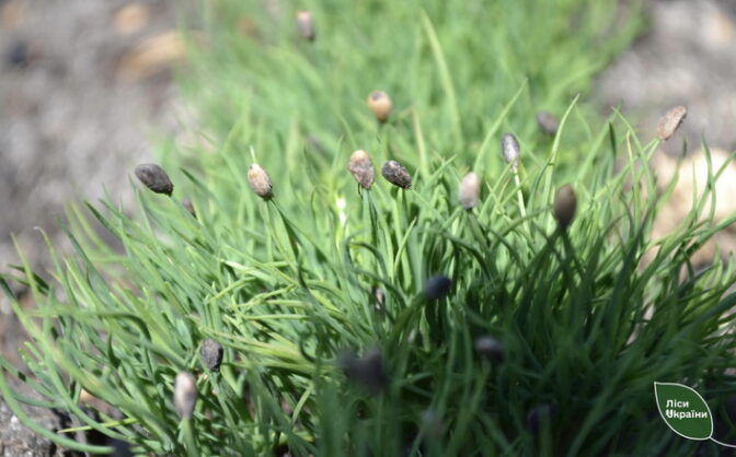 У лісництві на Черкащині вирощують сіянці деревних порід за новою технологією