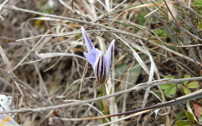 Для охорони рідкісних рослин на Черкащині просять створити пам’ятки природи