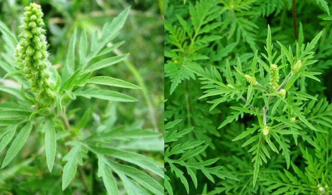 Період цвітіння амброзії розпочався у Черкасах