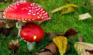 Перший випадок отруєння грибами на Черкащині цьогоріч зафіксували ще в лютому