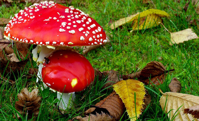 Перший випадок отруєння грибами на Черкащині цьогоріч зафіксували ще в лютому