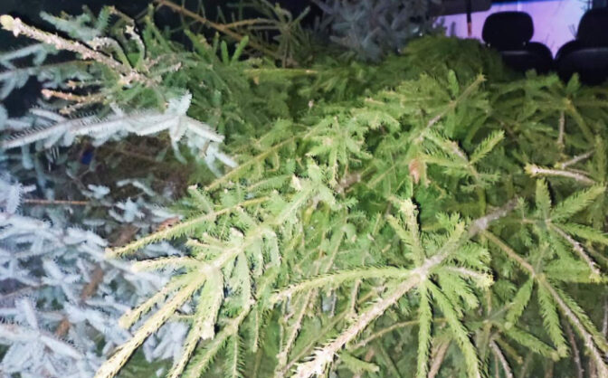 В Умані виявили незаконно зрізані ялинки