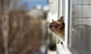 Чигиринщина — епіцентр холоду в області