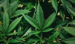 У парламенті ухвалили законопроєкт про використання канабісу в медицині