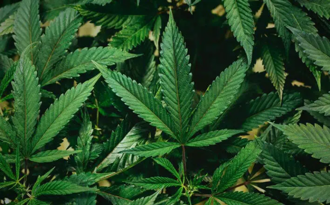 У парламенті ухвалили законопроєкт про використання канабісу в медицині