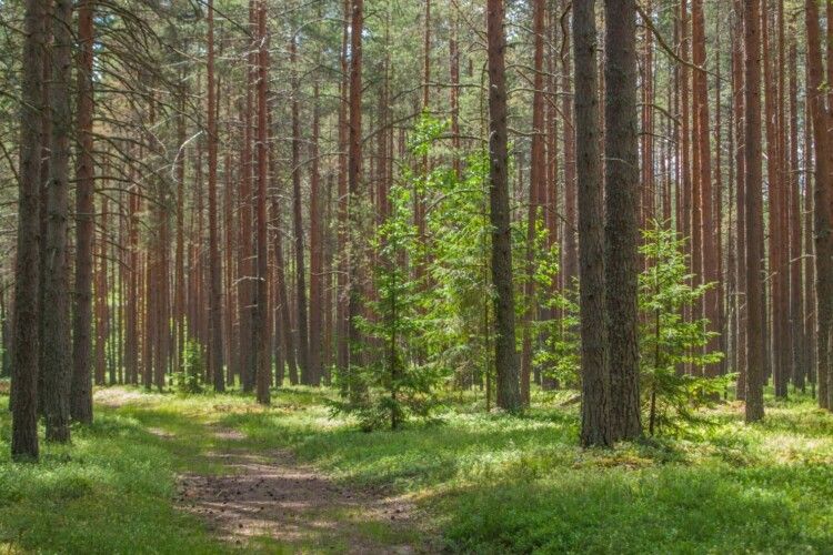 На Черкащині державі повернули понад один гектар лісових земель