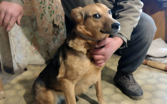 На Черкащині шукають господарів для чотирьох собак (ФОТО)