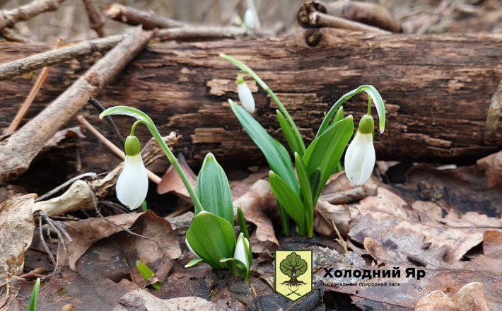 Черкащани зможуть відвідати нацпарк на час цвітіння підсніжників