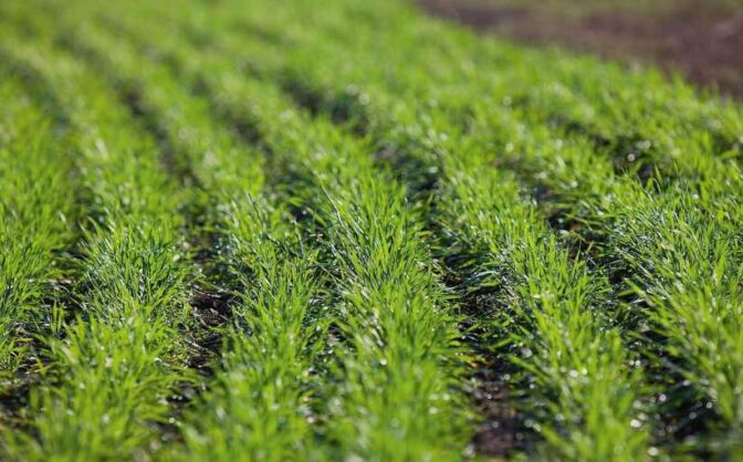 Фахівці підтвердили успішність перезимівлі культурних рослин на Черкащині