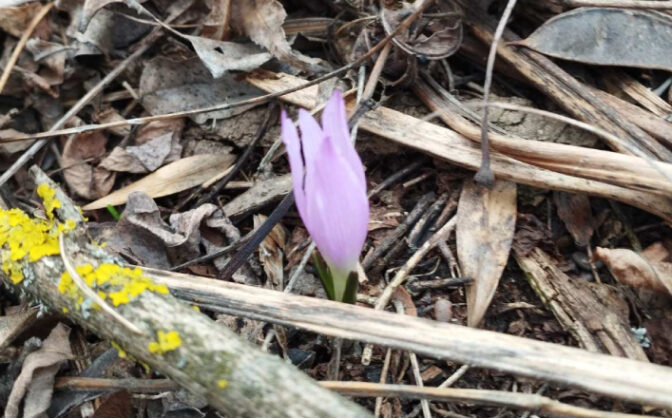 На Корсунщині знайшли червонокнижну рослину