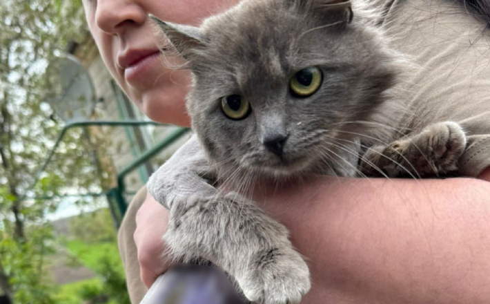 Стріляв у кота: на Звенигородщині 60-річний чоловік жорстоко познущався з тварини (ФОТО)