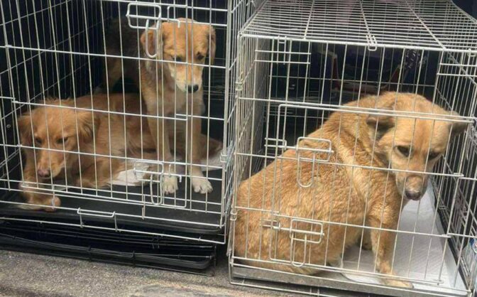 Йдеться про життя й безпеку чотирилапих друзів: черкаські волонтери шукають людей, які зможуть взяти на перетримку тварин із Харківщини