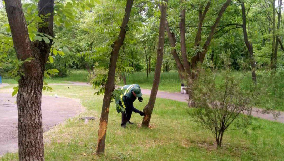 Комунальники подбали про дерева в черкаському парку, які понівечили вандали (ФОТО)