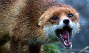 У Монастирищі — карантин через випадок сказу