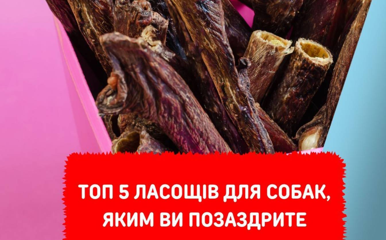 Як не пощастило шкіряним, як пощастило хвостатим! Топ 5 ласощів для собак, яким ви позаздрите