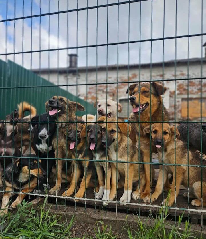 У Черкасах шукають людей, які готові взяти собі евакуйованих тваринок із Харківщини (ФОТО)